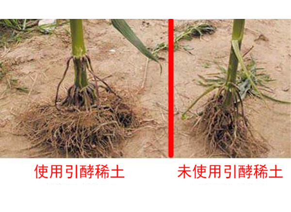 稀土肥料 稀土肥料