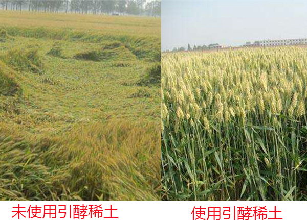 稀土水溶肥 稀土水溶肥