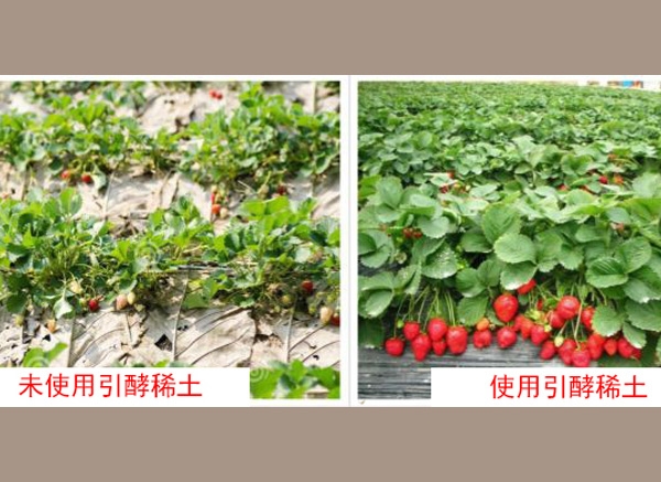 稀土水溶肥
